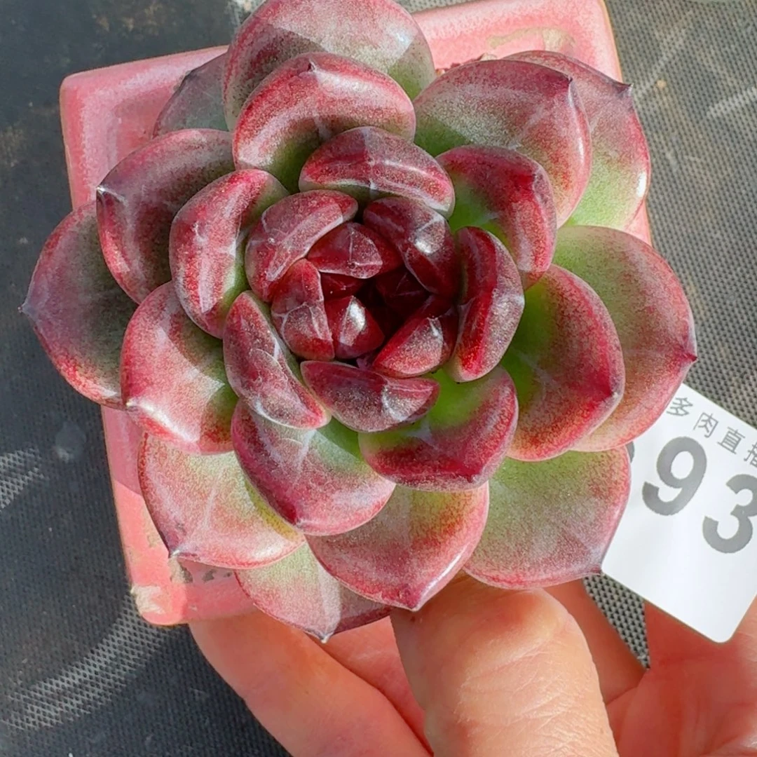 黑巧克力           精美多肉