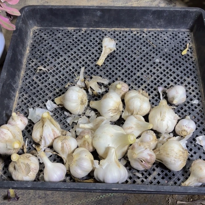 瑞妈多肉植物5斤大蒜