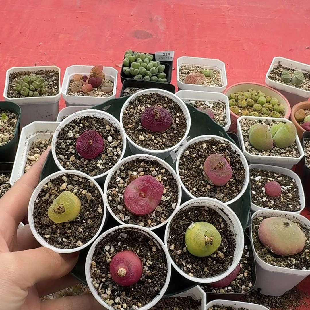 老马生石花毛138