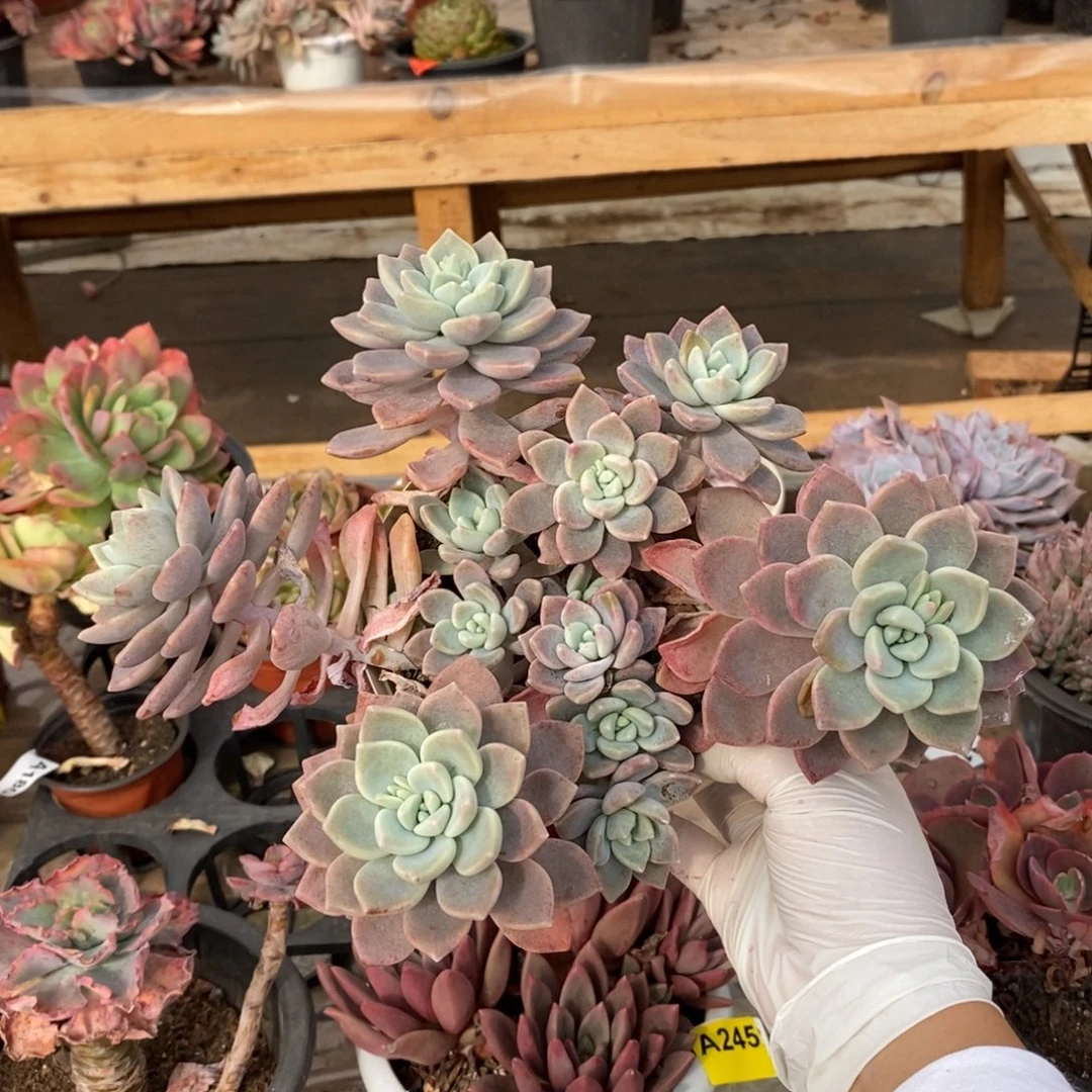 246克洛伊一物一拍