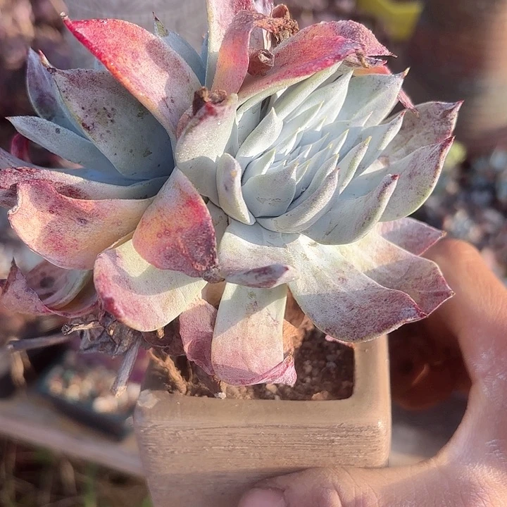 仙女杯多肉植物提取