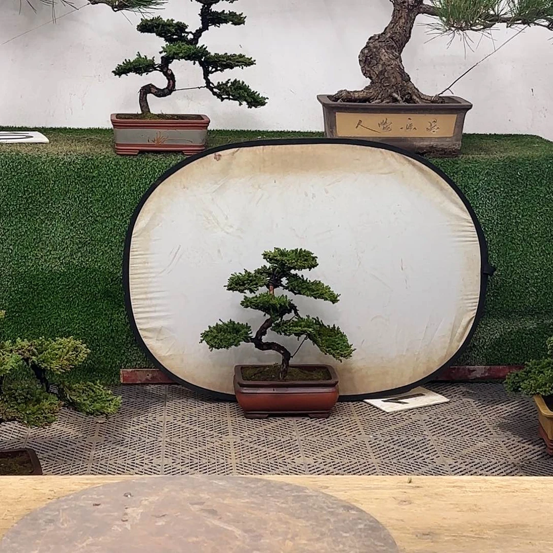 盆景盆景盆景盆景