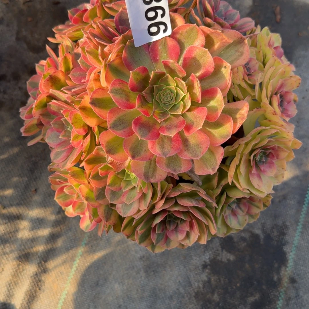 366组雨河多肉植物福利