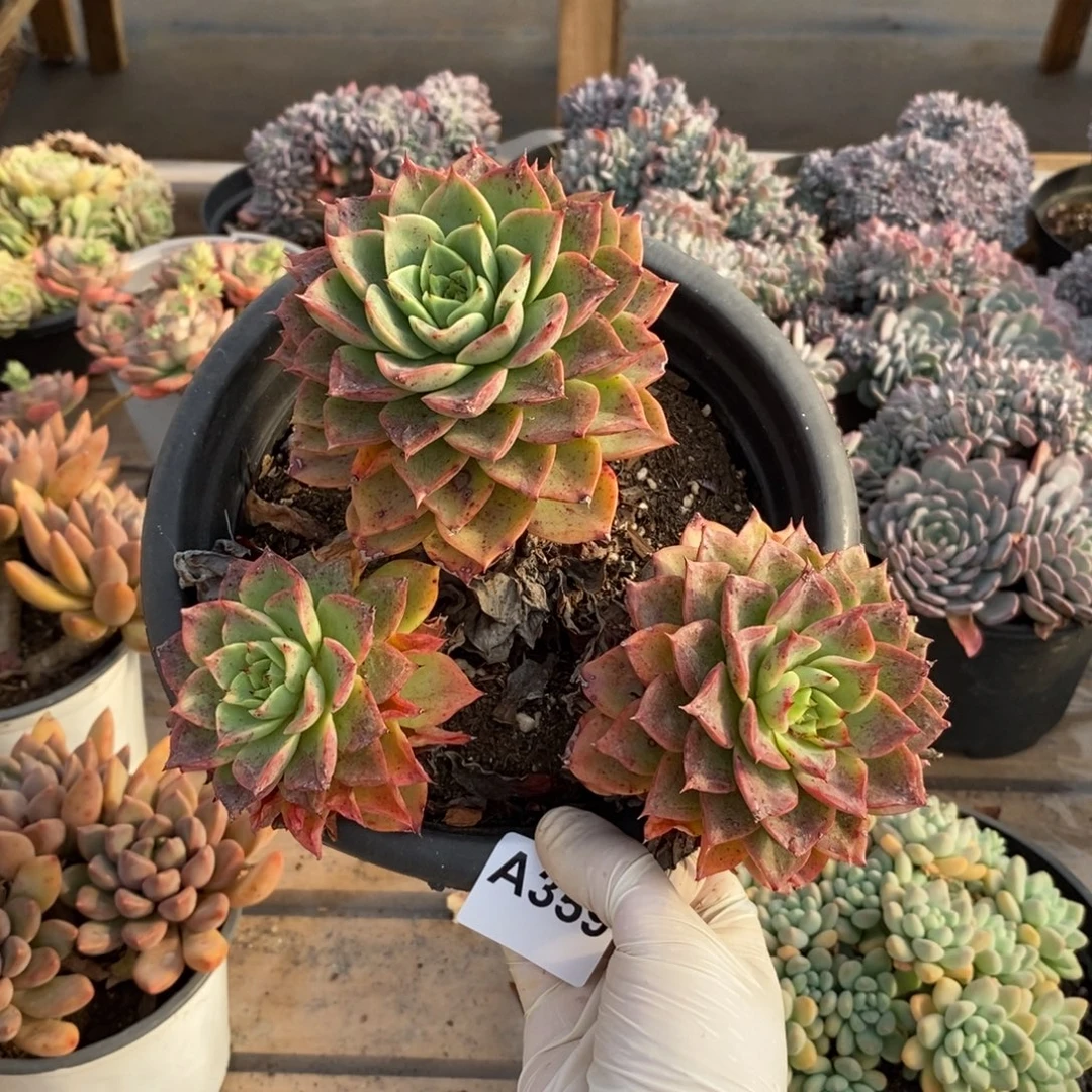 359贝拉多娜一物一拍