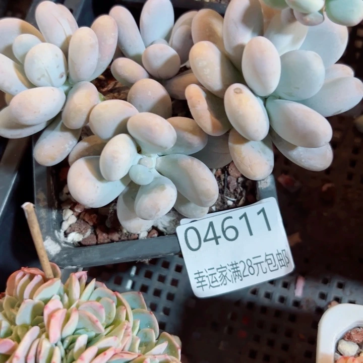 幸运的是我还没遇到你呢
