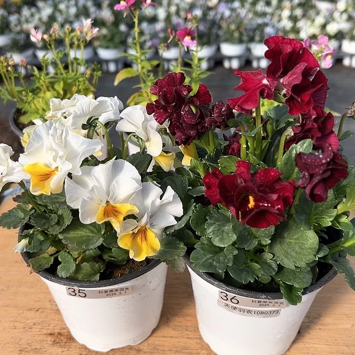 水晶抖音直播闪拍35-36