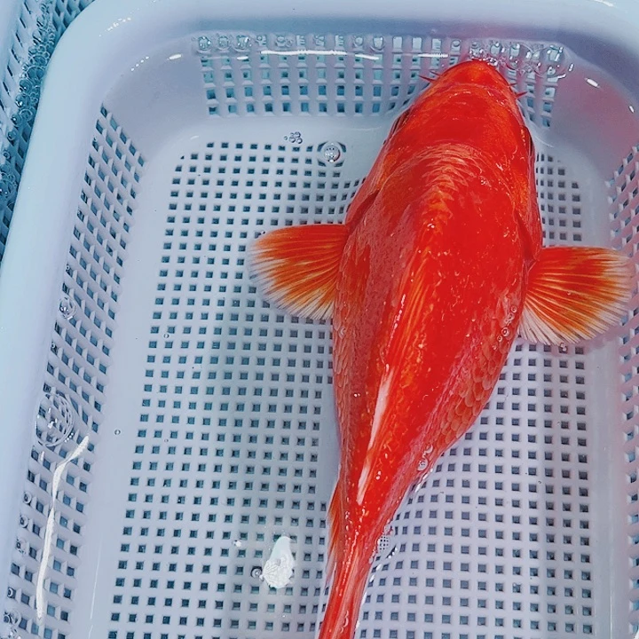 锦鲤冷水锦鲤观赏鱼
