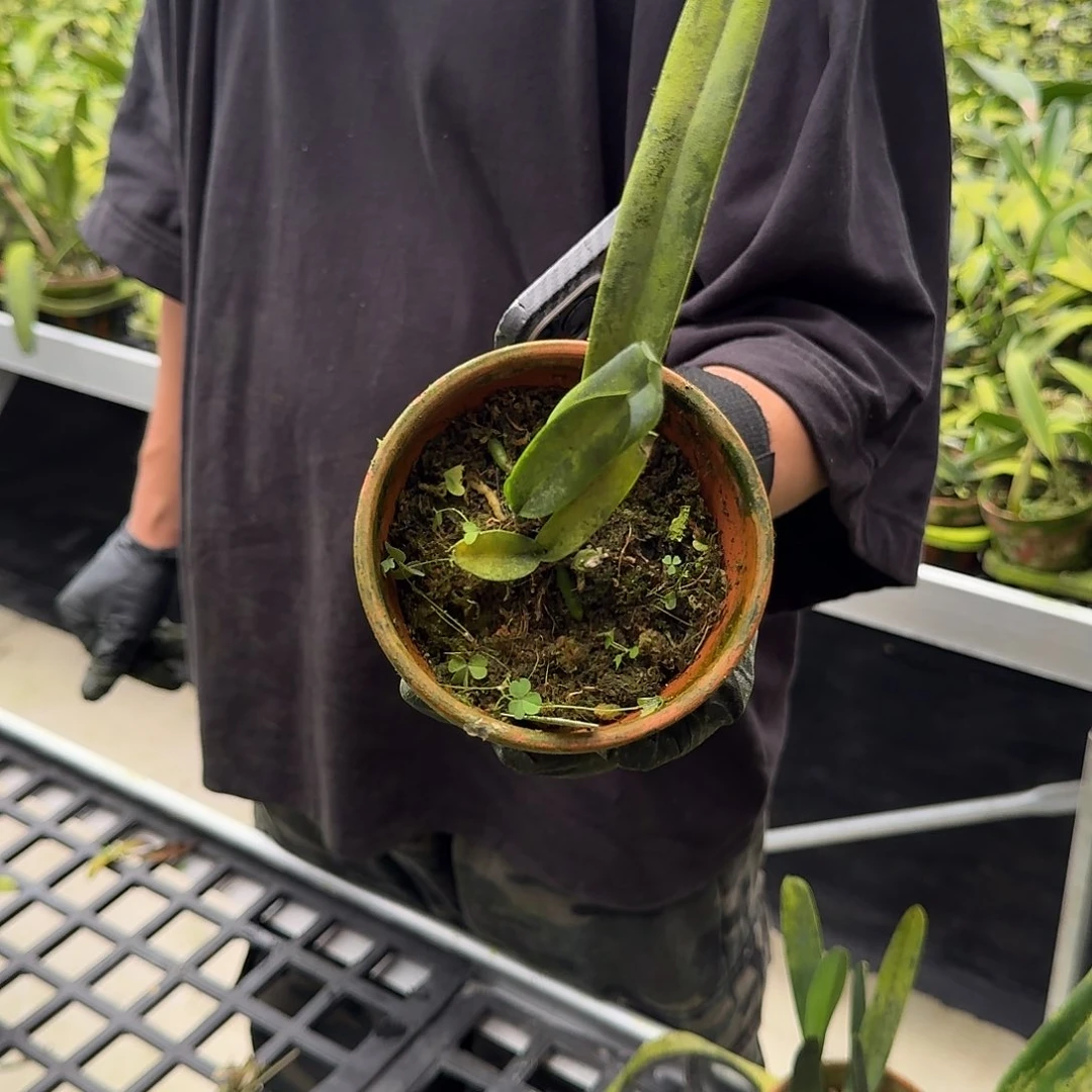 当前无花栽培后可以开花灰蓝火焰婆婆 小 叶瑕疵不售后