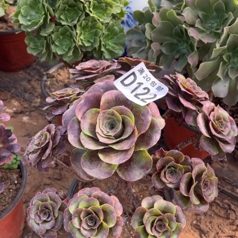 122枚金玫瑰不包断枝