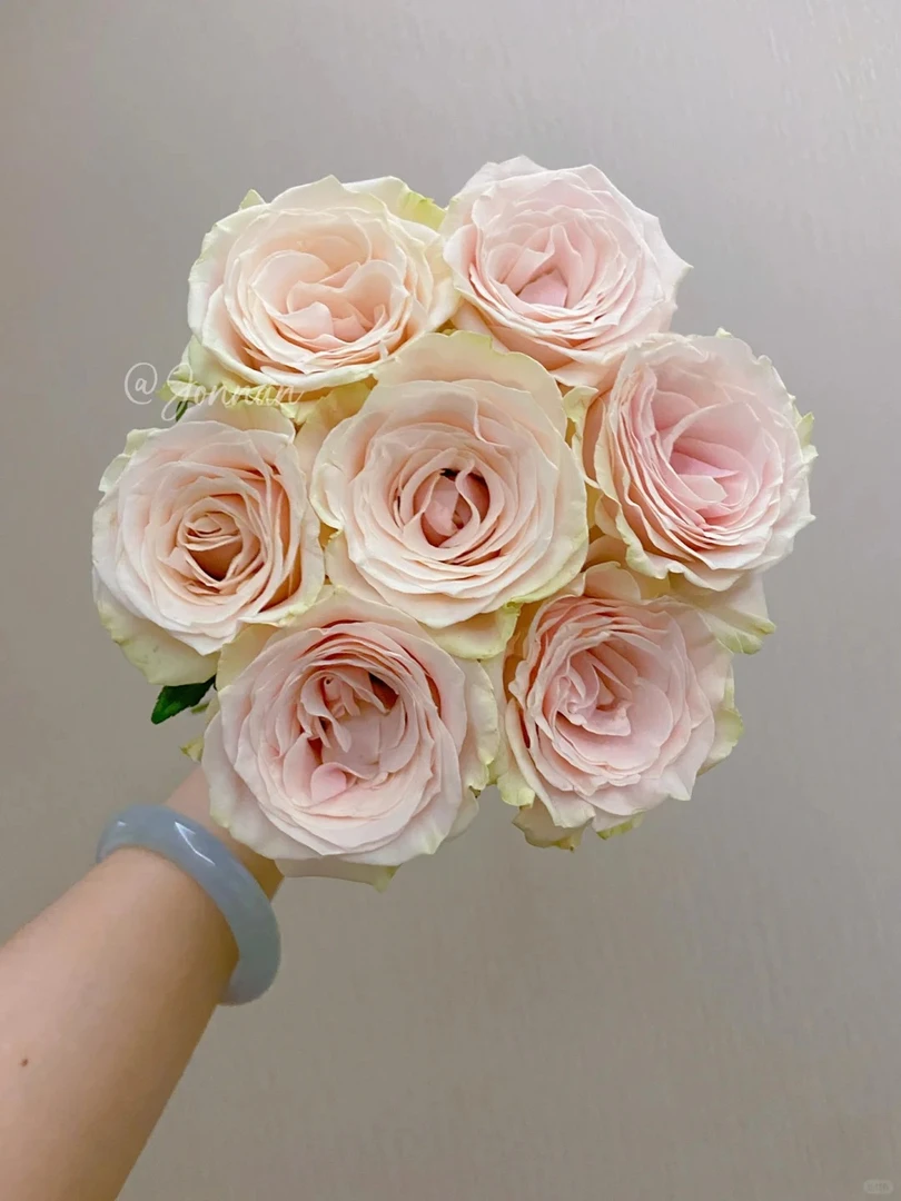 粉色主题  修剪苗 2.8升根接苗