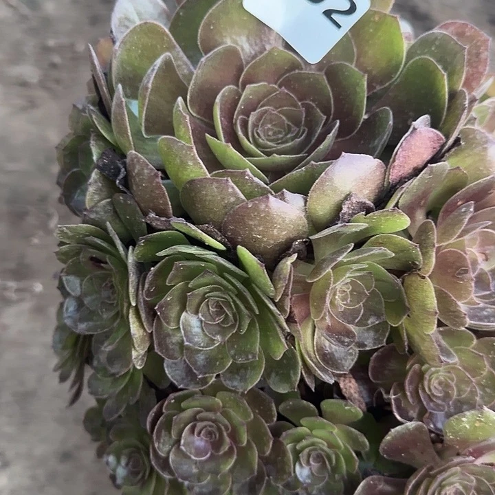 瑾***生102万黑16-32法师多肉