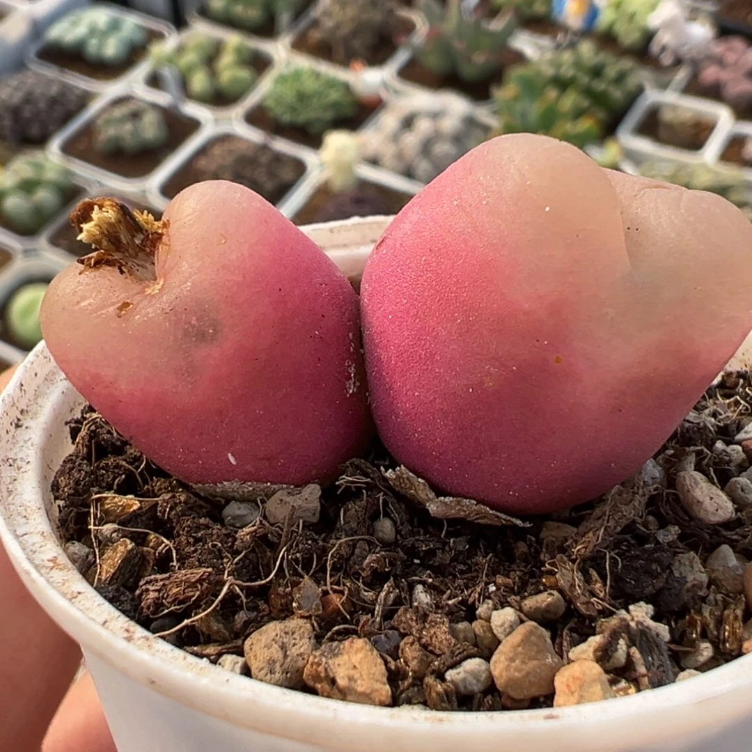 051多肉植物种类多样