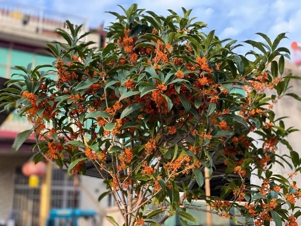 原生桂花树朱砂桂状元红红花丹桂金桂四季桂天香台阁红双喜