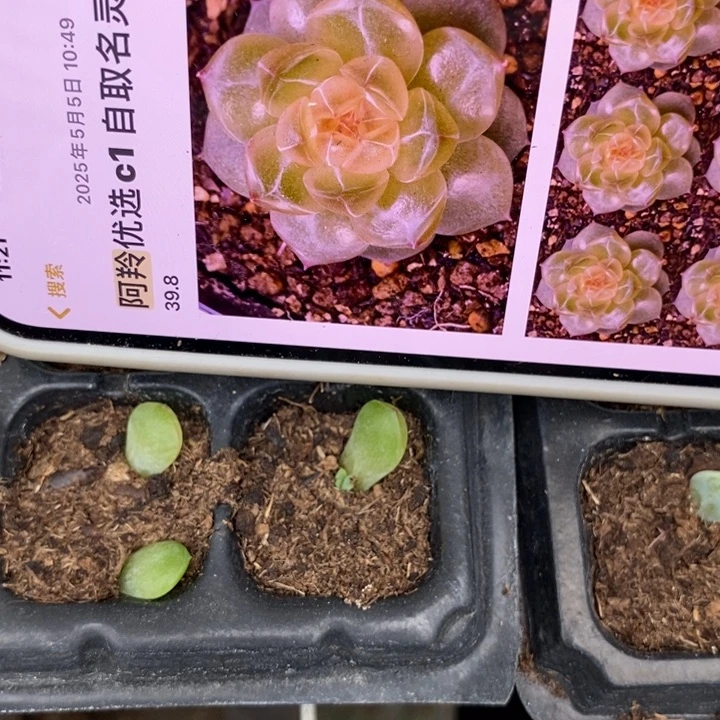 灵犀1芽苗一个多肉