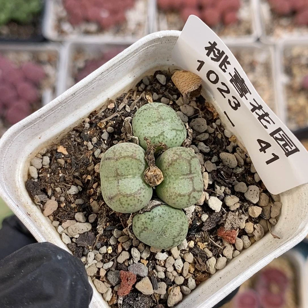 1023-41-猴脸福利。