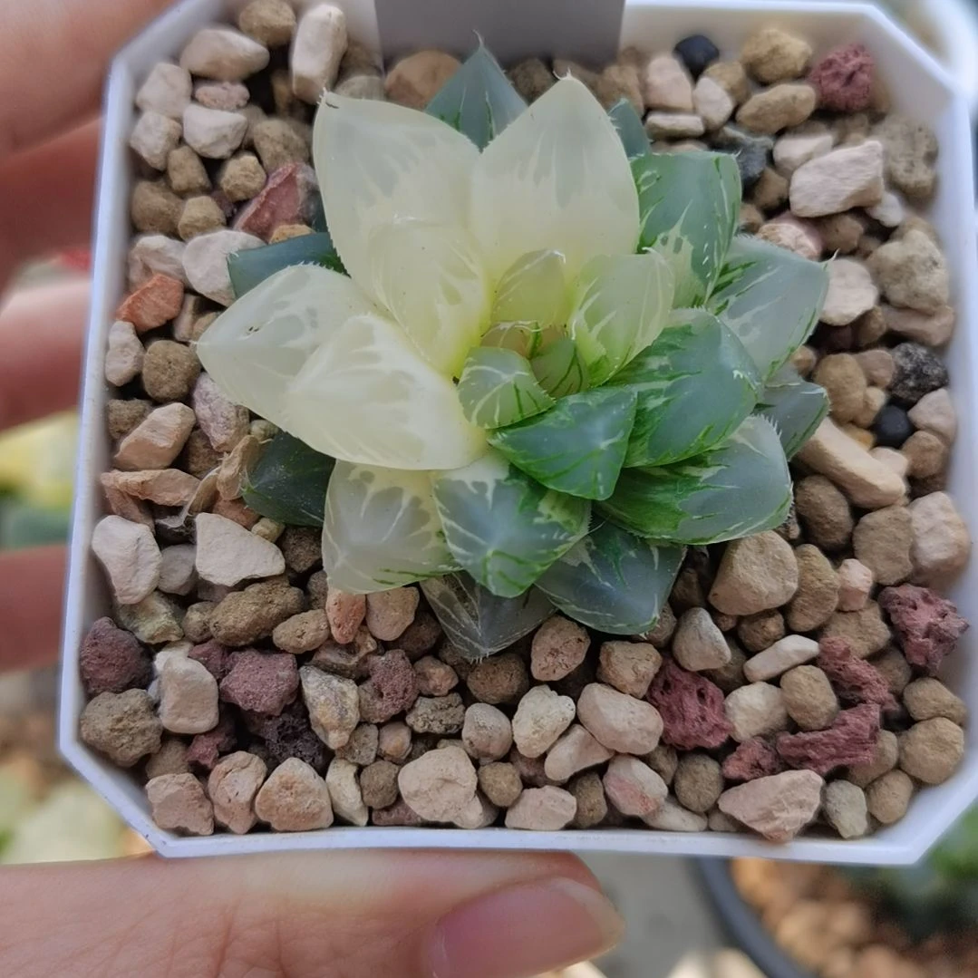 夏***白38号龙爪玉露锦一物一拍带盆土发货