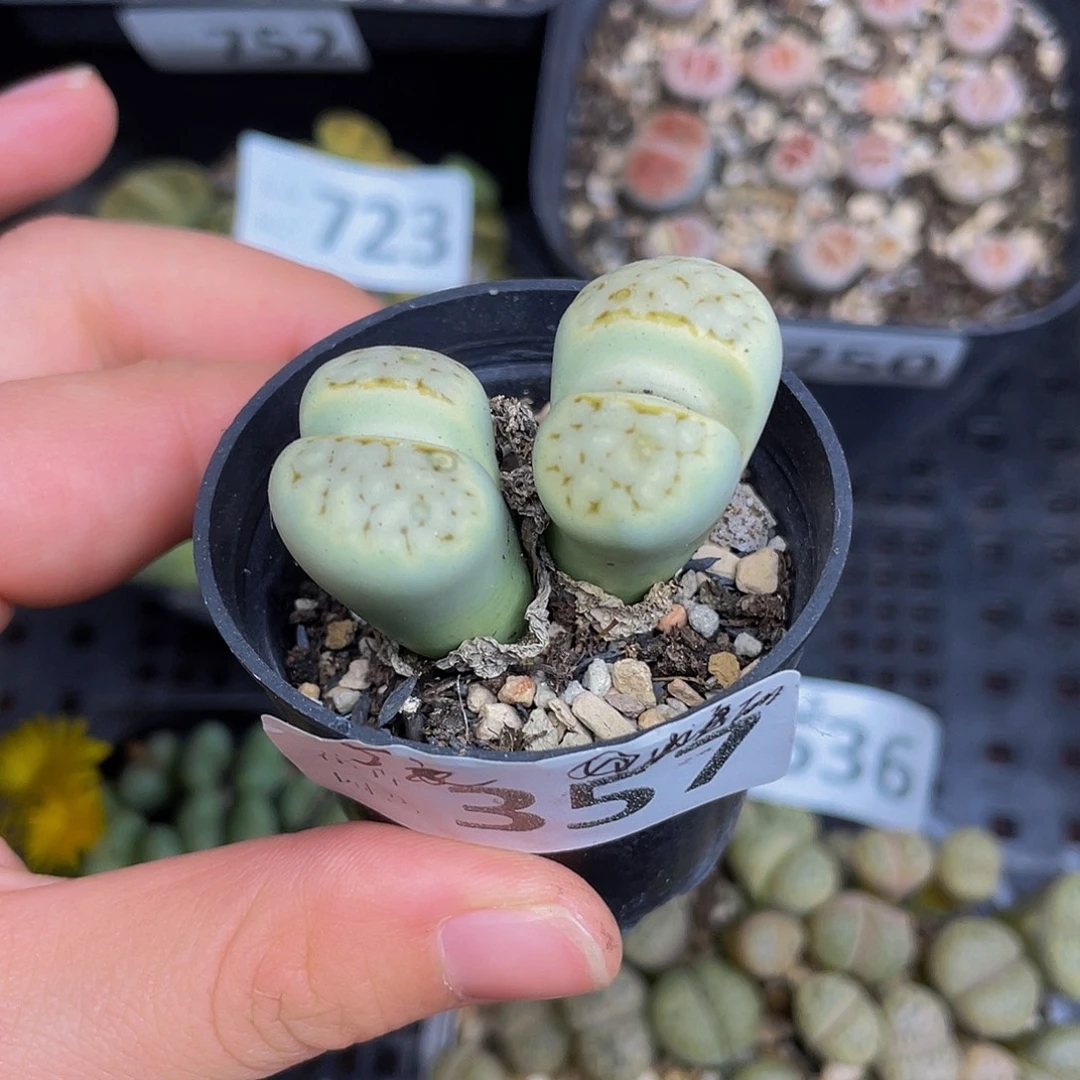 35700000000花花花花花花花