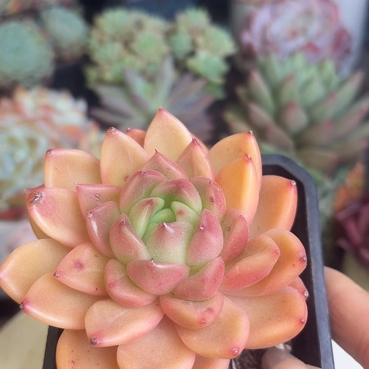 望月多肉植物盆栽