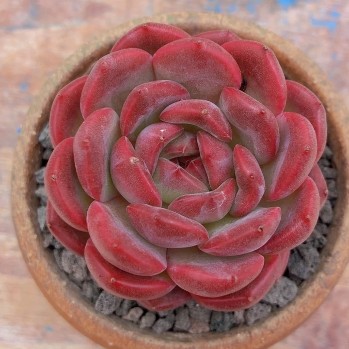 多肉泡芙（杂）一物一拍