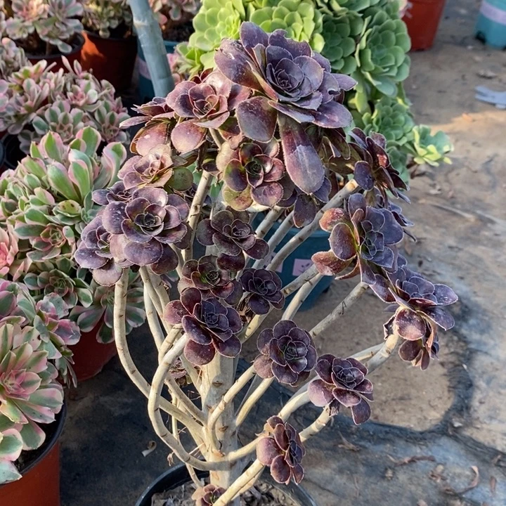 圆叶25多肉植物法师法师