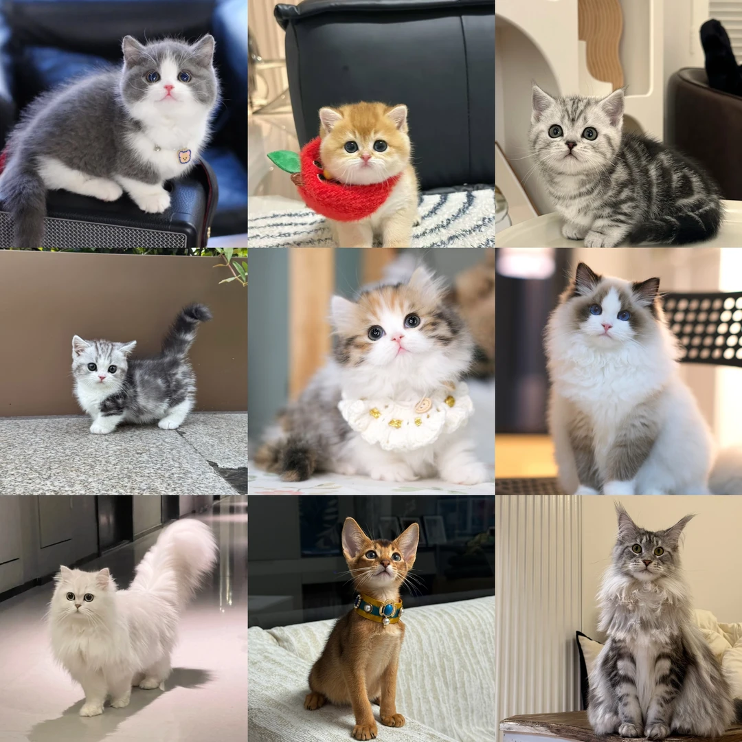 （福喵）宠物活体通用全款链接