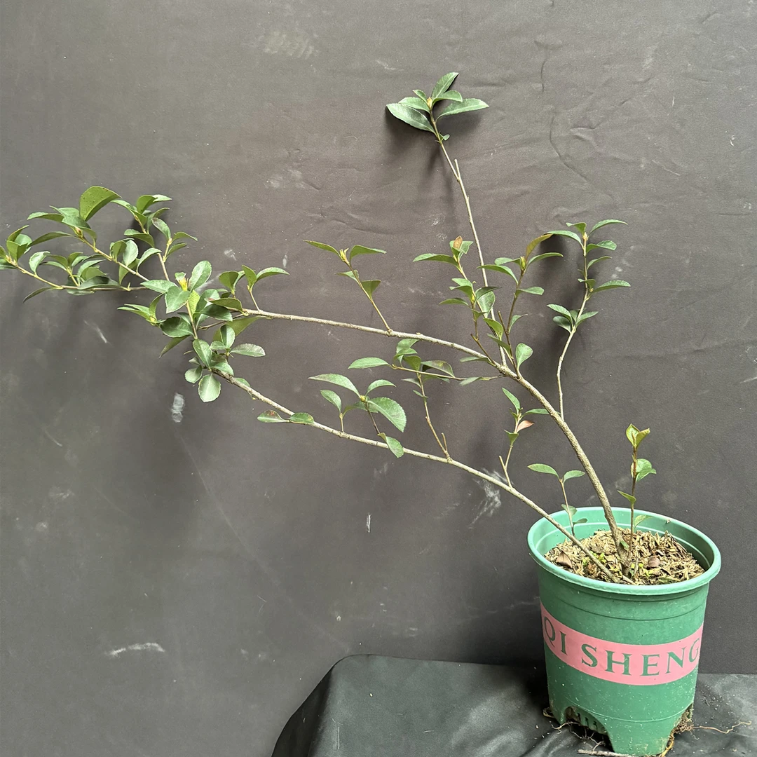 海岛春花绿植盆景造型春花石斑木茶室室内装饰茶室空间庭院好养活