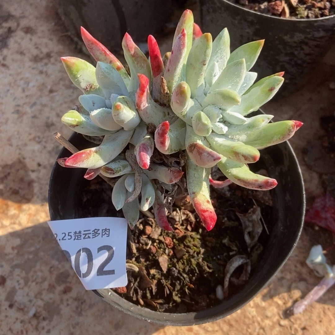 002初霜多肉植物