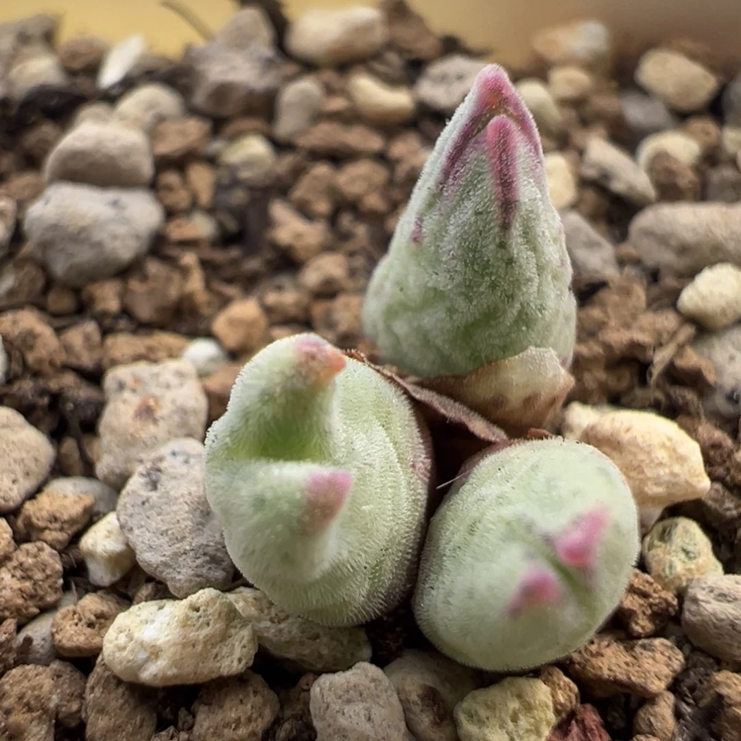 1771优选985猪蹄三头带盆价