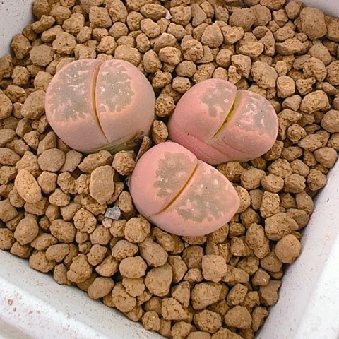 【闪购商品】20444