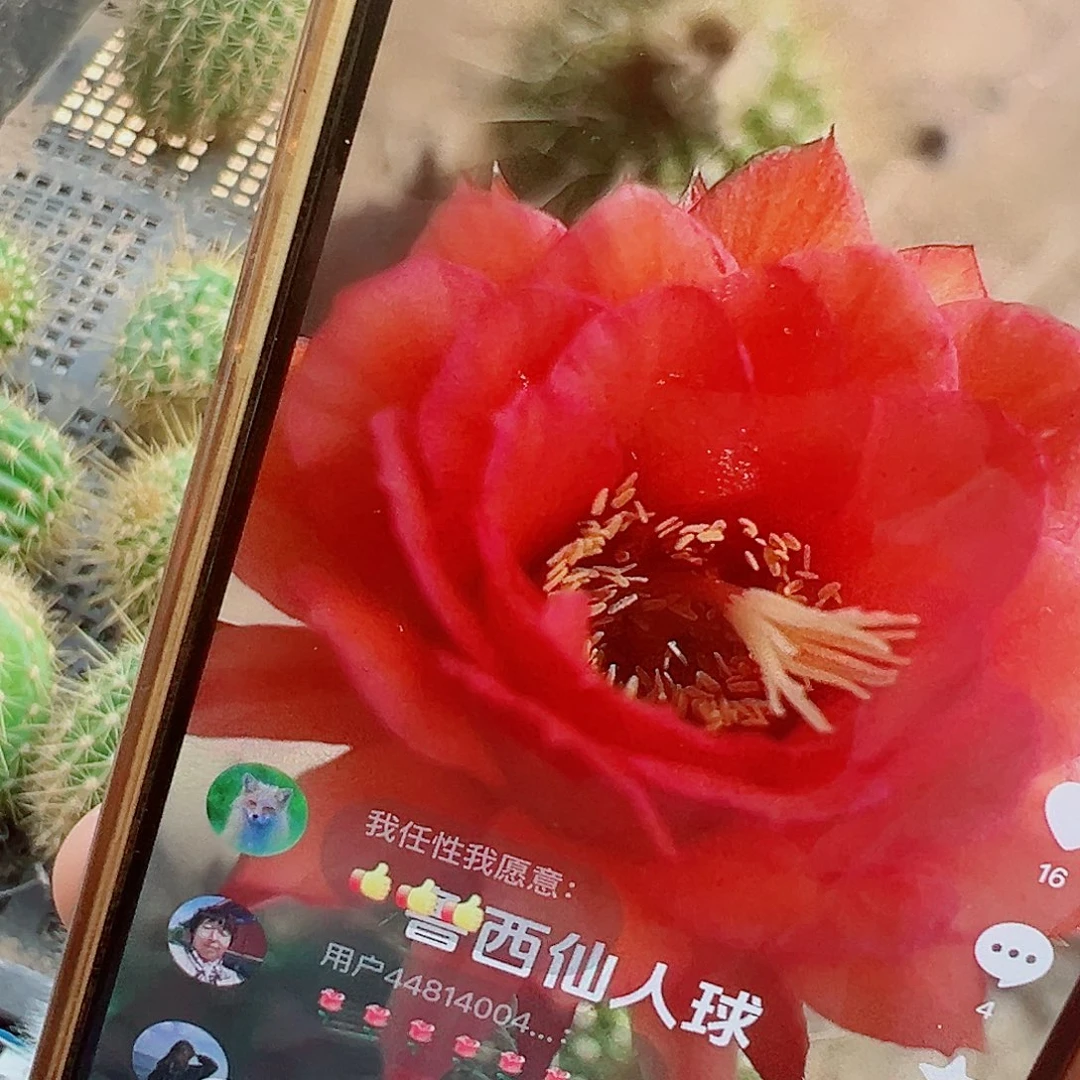 毛花柱 红星 侧芽 0000