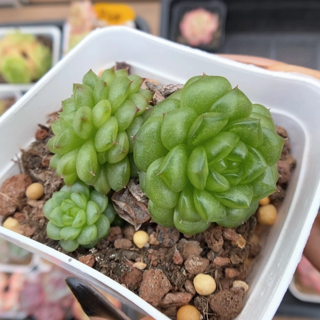 灯泡珍妮895号。
