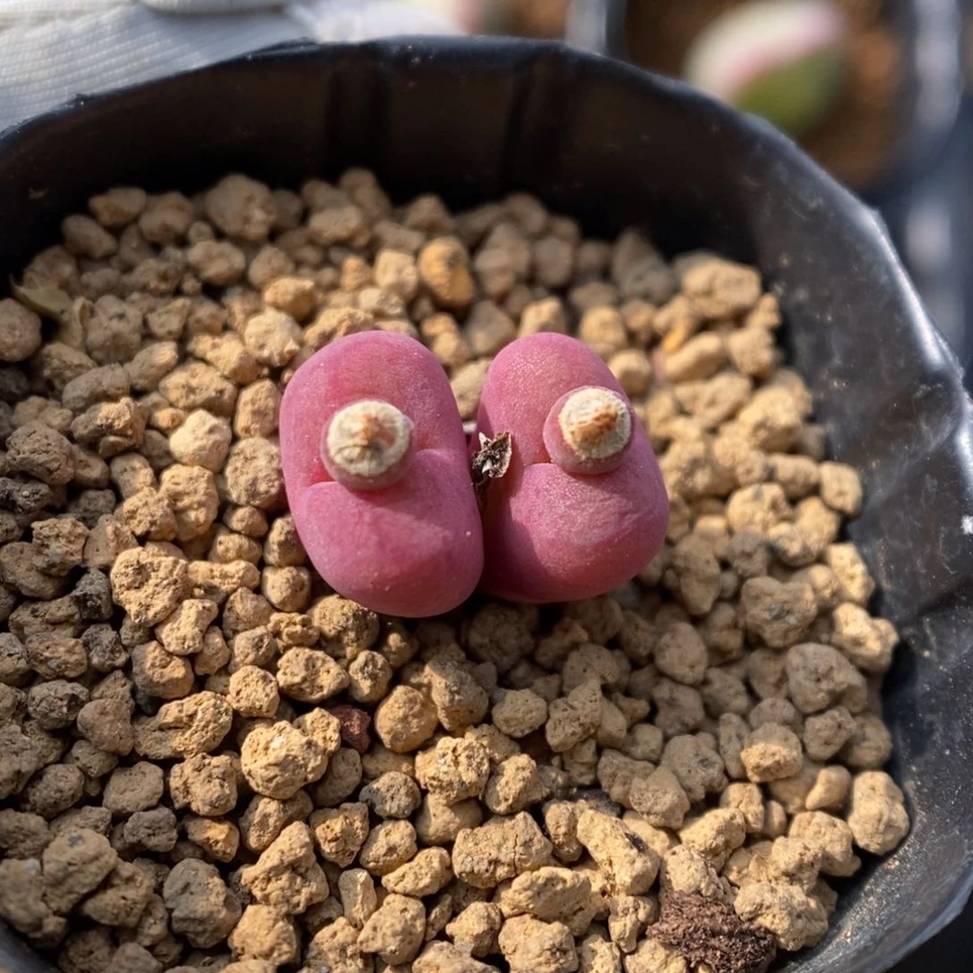 多肉植物肉锥杂交K-714