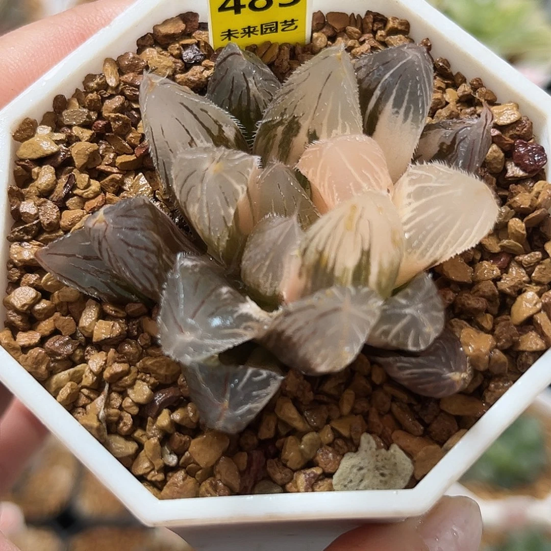 483毛玉露锦福利福利