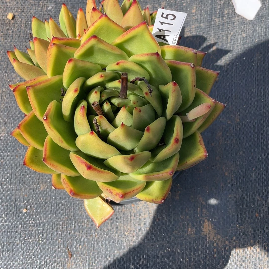 若如东云多肉组拍A115