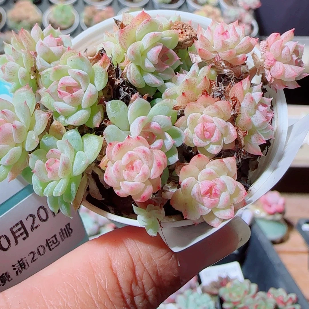 ღ***静花语逸镜1020-95女王散