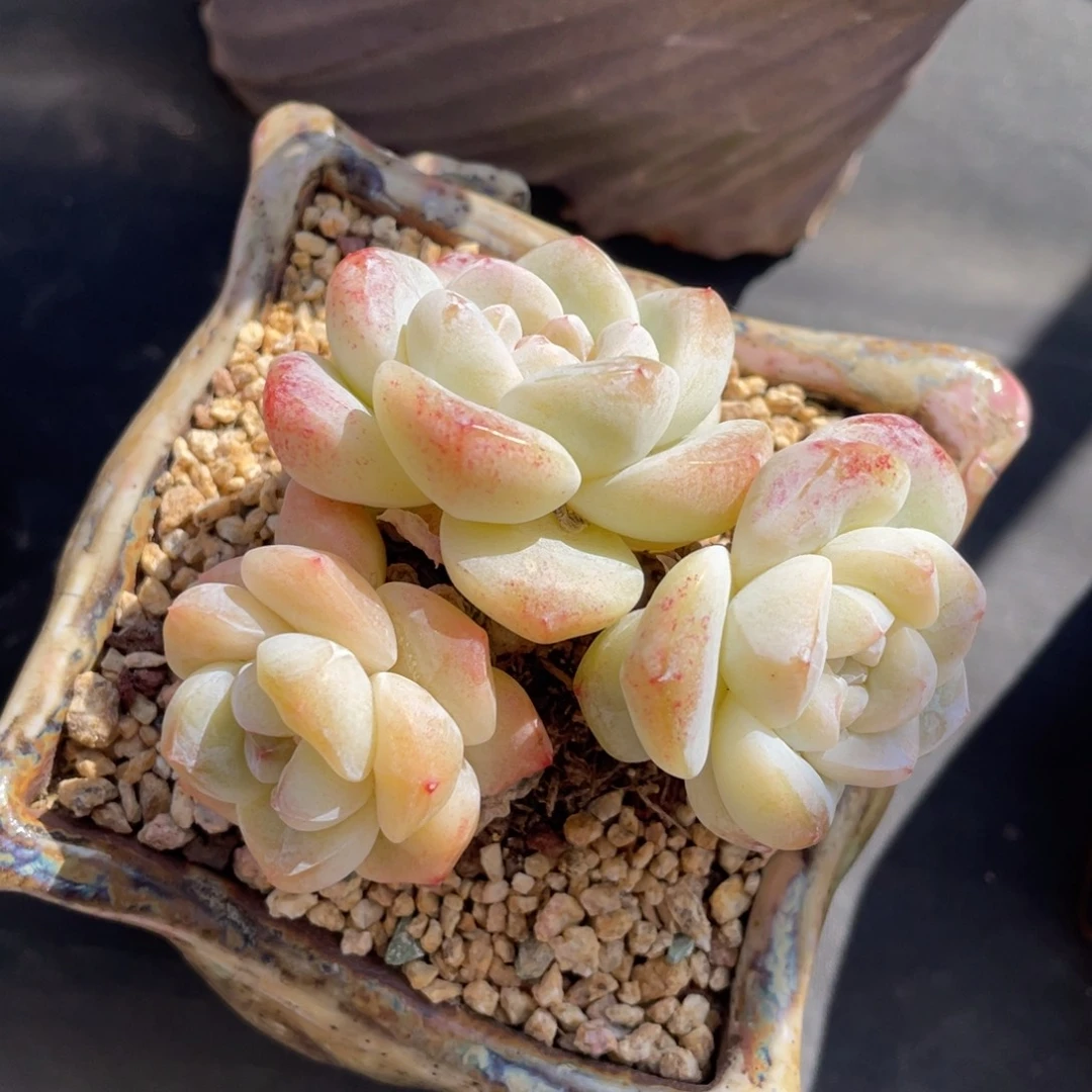 丸叶冰玉三头老桩