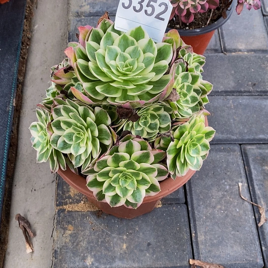 5352海王4444444多肉