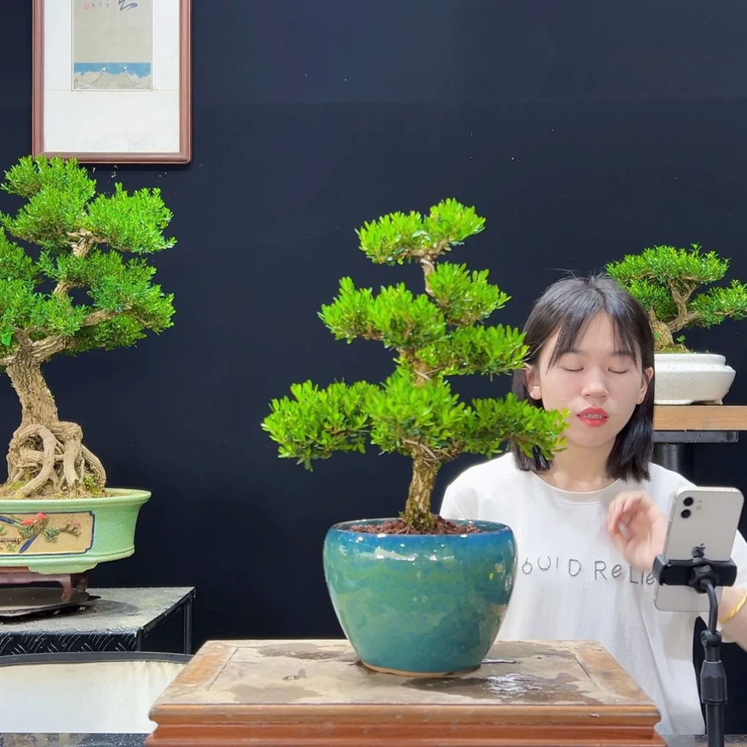 无花朵黄杨盆景老桩四季常青