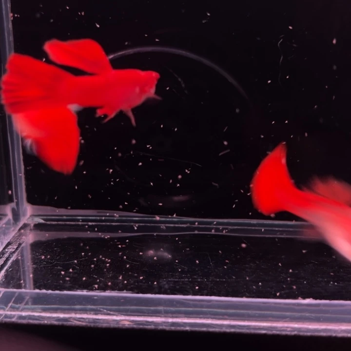 孔雀鱼血红2母1公