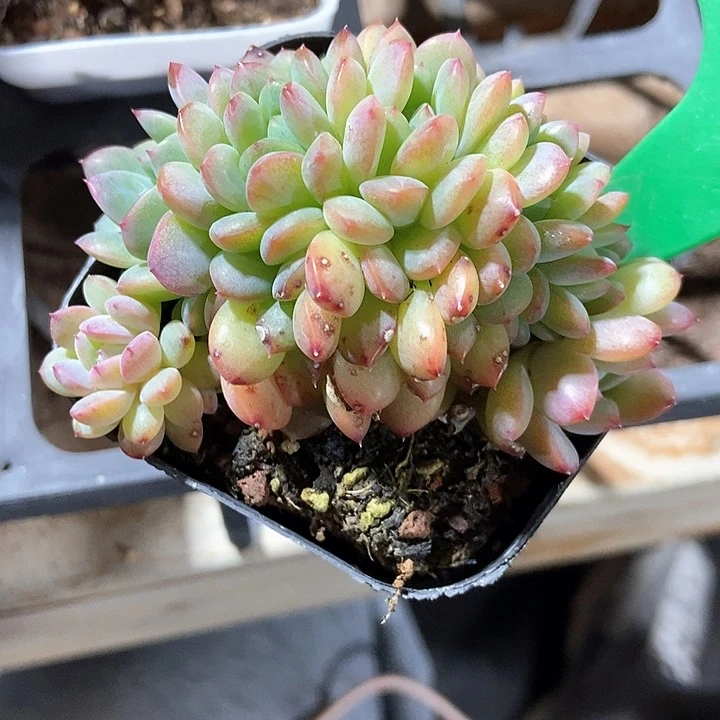 多肉植物冰魄朵朵1632