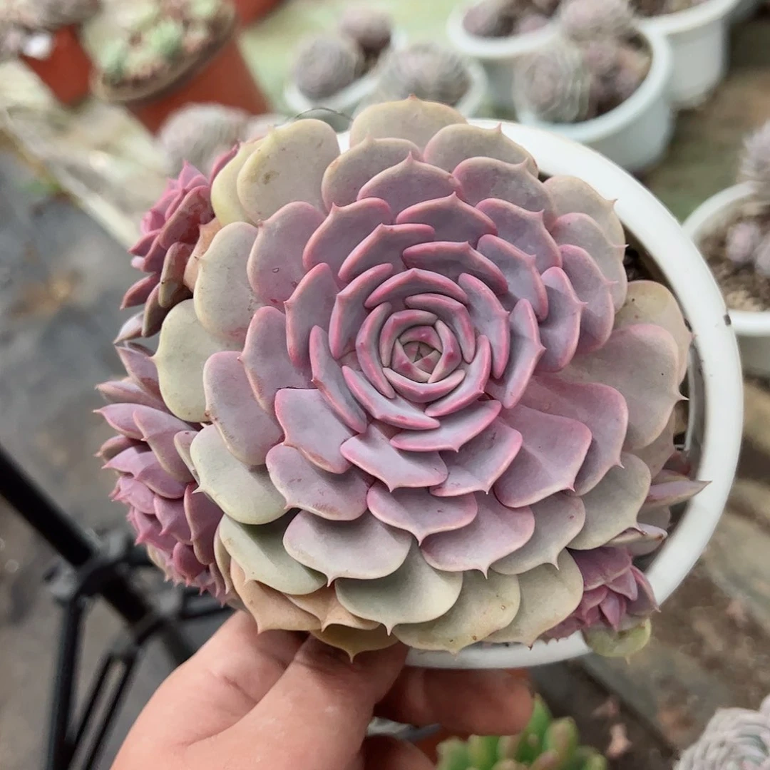 粉蝶单头带仔三头起