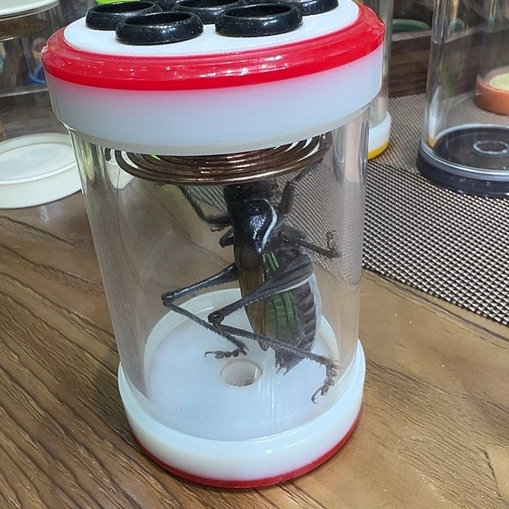 二***牛蝈蝈定制款；横调；