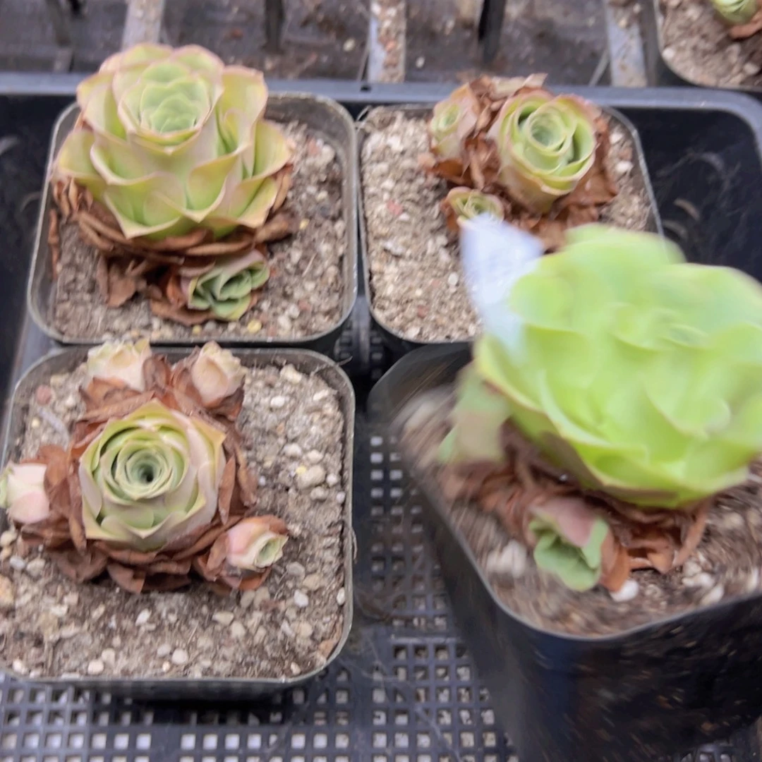 295 侧牙掉了不包损无售后