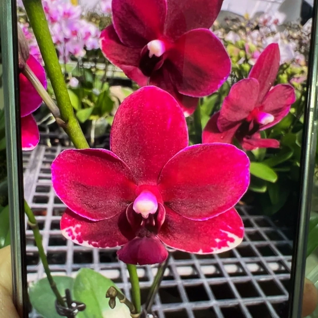 当前无花栽培后可以开花1.7胭脂，凑单发货