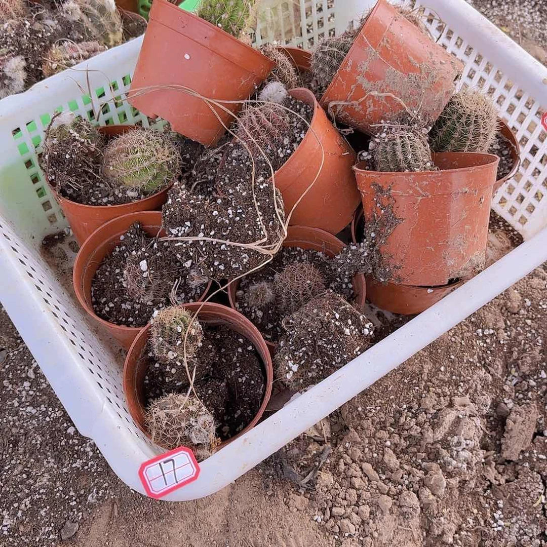 17 号混品瑕痴无售后