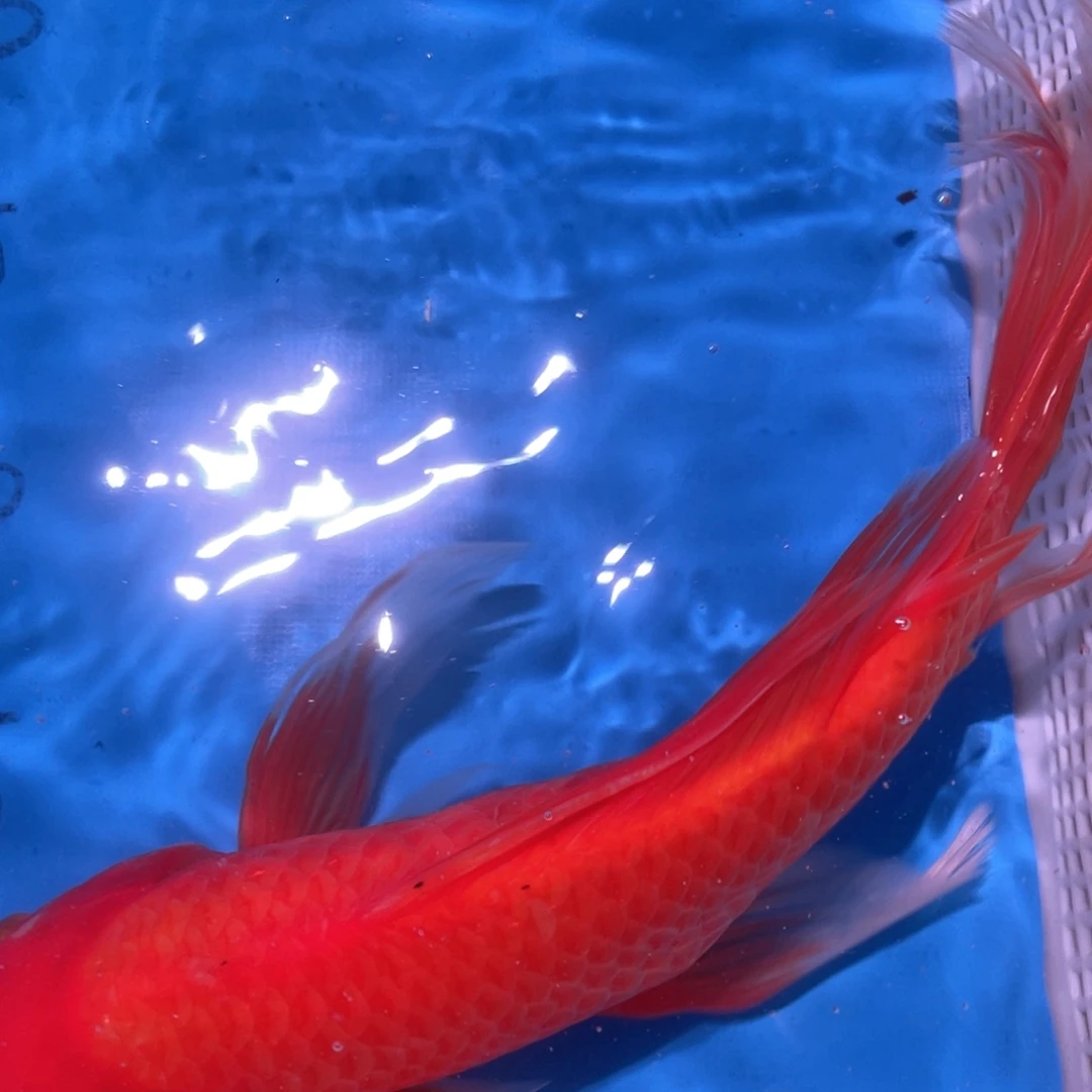 锦鲤锦鲤包邮包售后