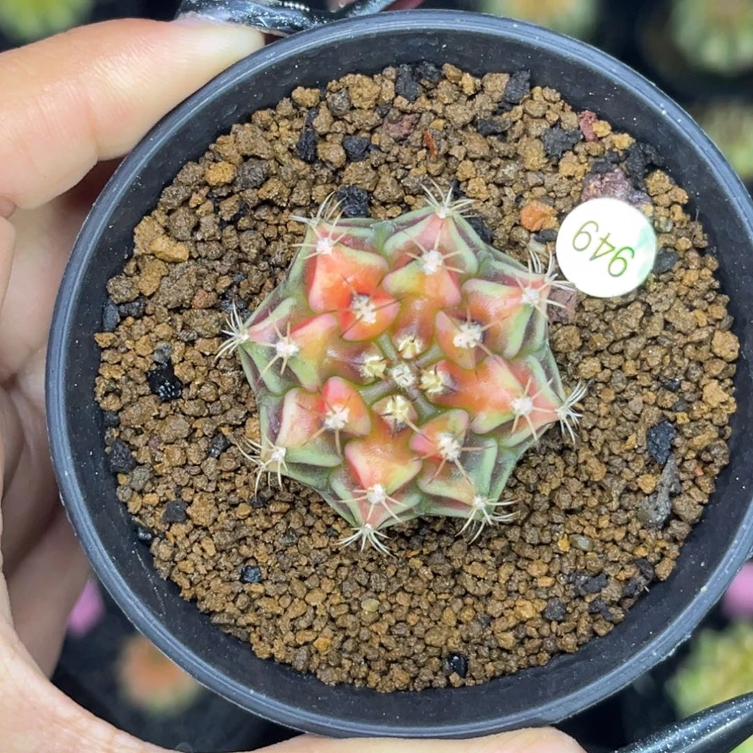 949 山姆 侧牙 带盆土 福利