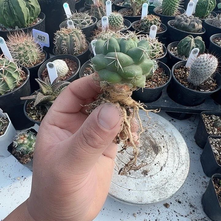 完全开放特价实生象牙脱土发