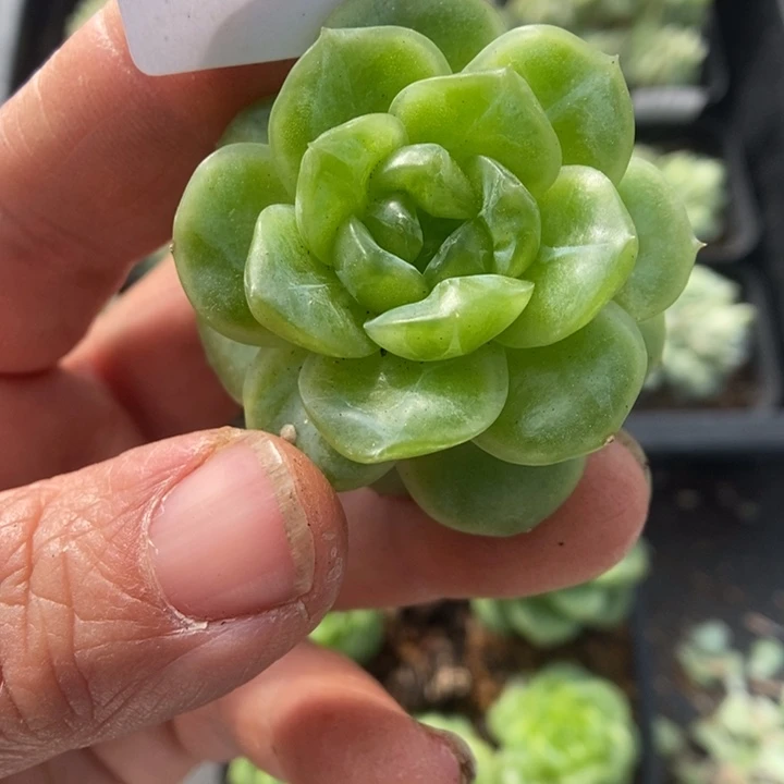 一物一拍一物一拍1116-327