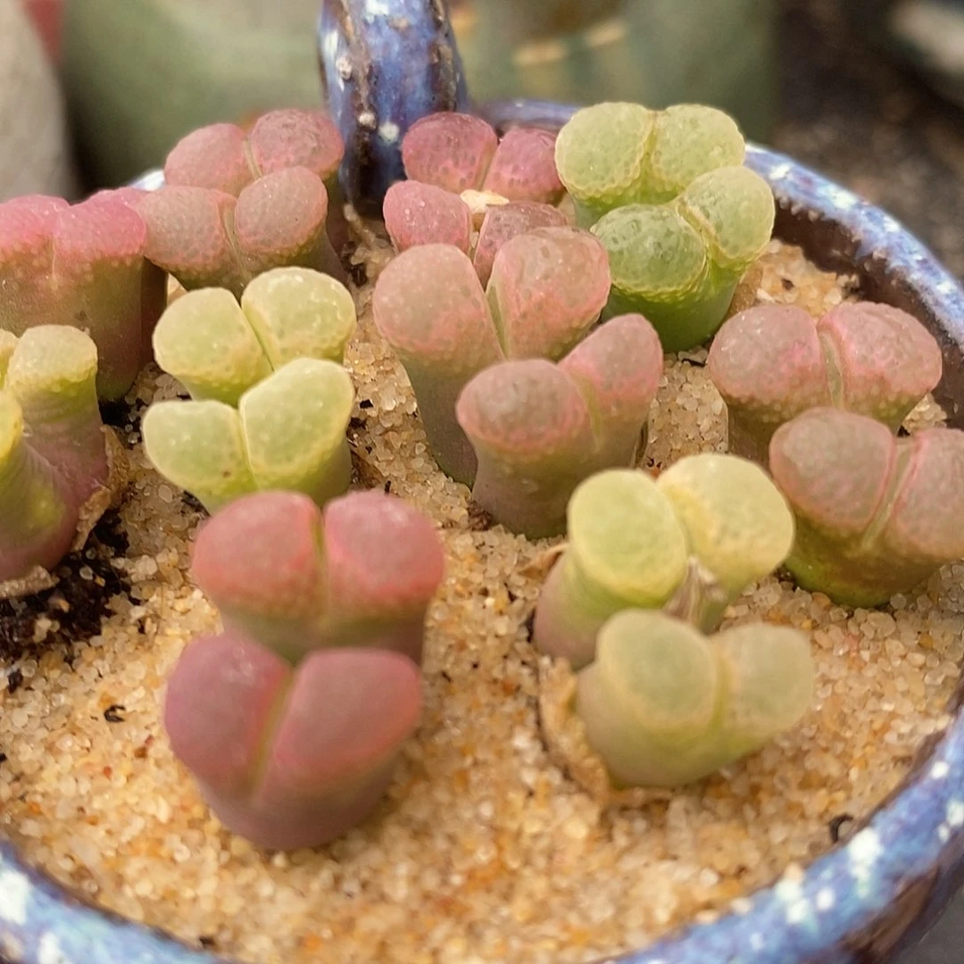 双头粉樱风铃一颗买2送1